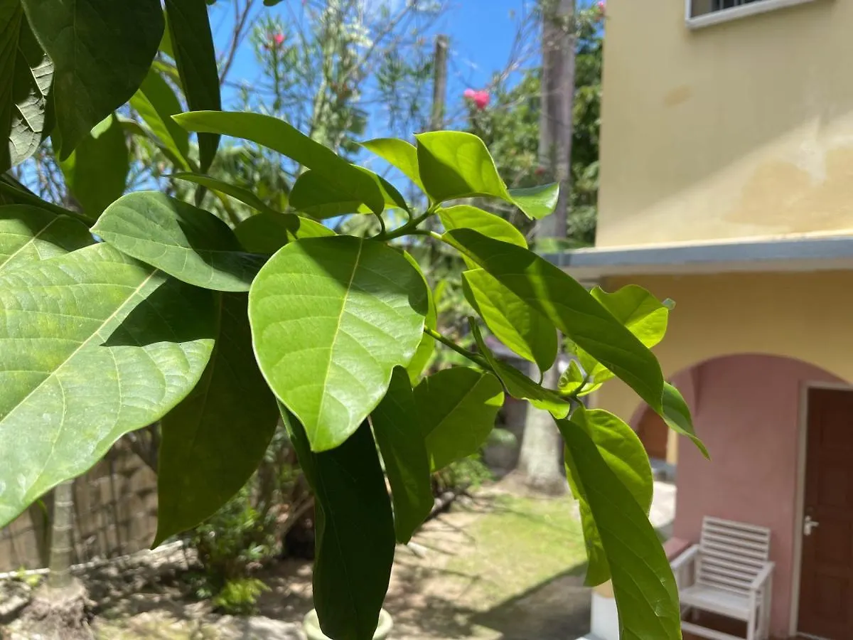 Little Shaw Park Guest House Очо-Риос 2*,