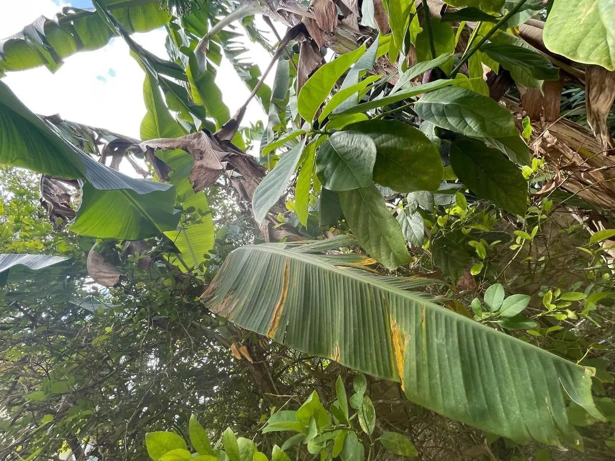Little Shaw Park Guest House Ocho Rios Jamaica
